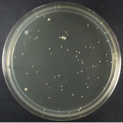 Total Count EasyGel Nutrient for General Bacterial Growth
