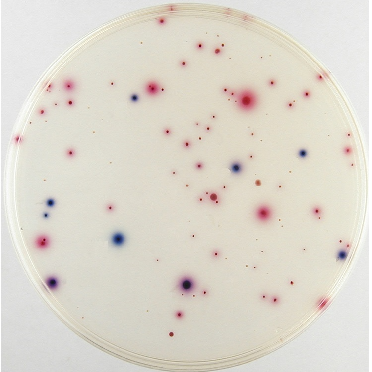 Coliscan EasyGel Water Monitoring Kit